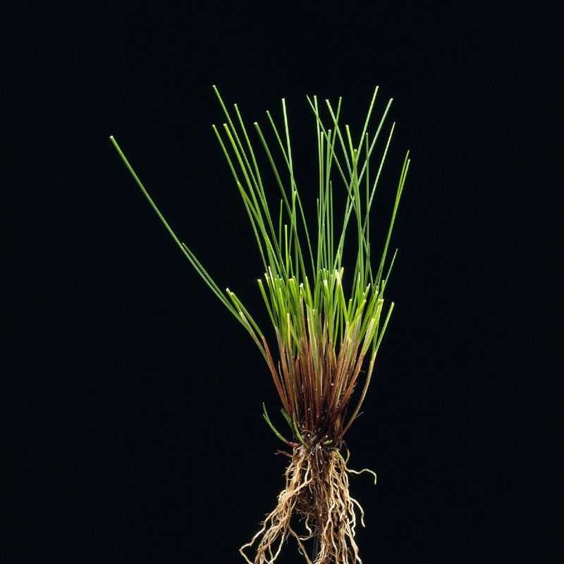 Овсяница красная