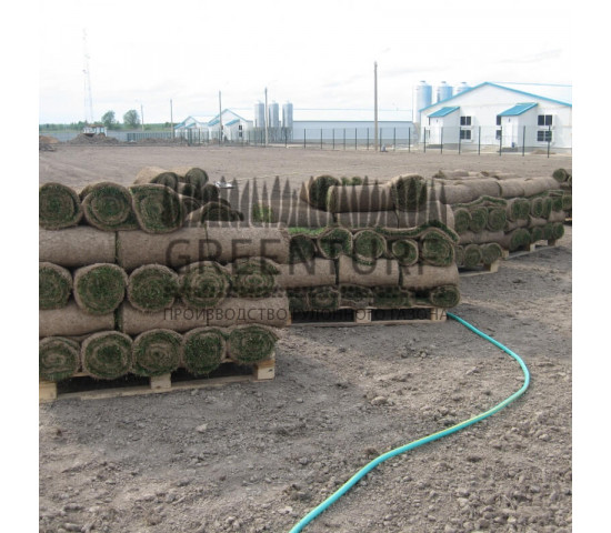 Озеленение крупного кролиководческого комплекса - фото - 3